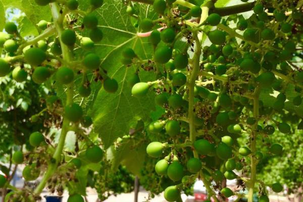 葡萄如何浇水，不同生长时期的浇水方法都不同