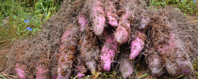 脚板薯怎么种植