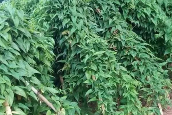 脚板薯怎么种植，幼苗长到25-30厘米时要扶茎蔓上架