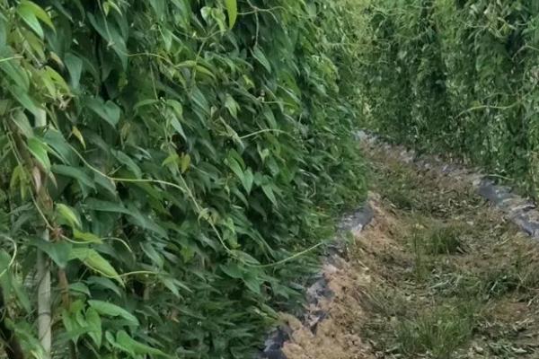 脚板薯怎么种植，幼苗长到25-30厘米时要扶茎蔓上架