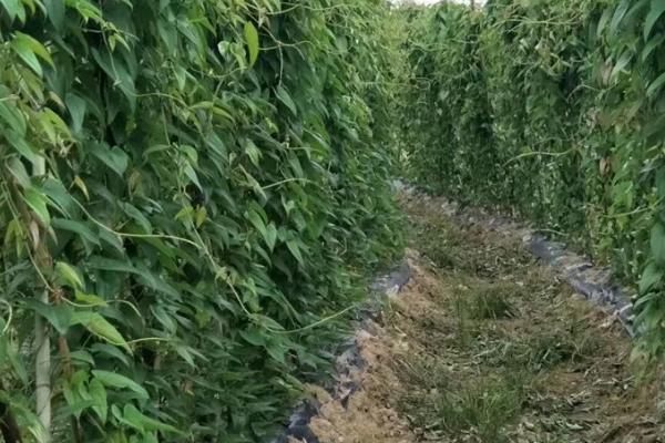 脚板薯怎么种植，幼苗长到25-30厘米时要扶茎蔓上架