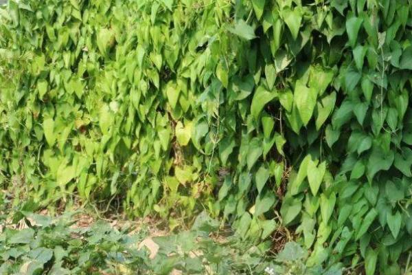 脚板薯怎么种植，幼苗长到25-30厘米时要扶茎蔓上架