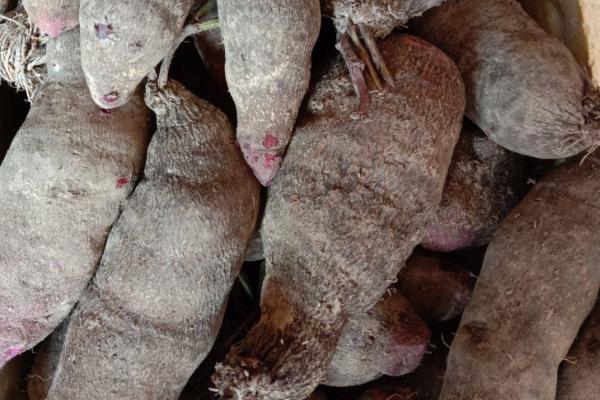 脚板薯怎么种植，幼苗长到25-30厘米时要扶茎蔓上架