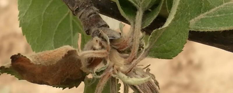 苹果花腐病的防治方法