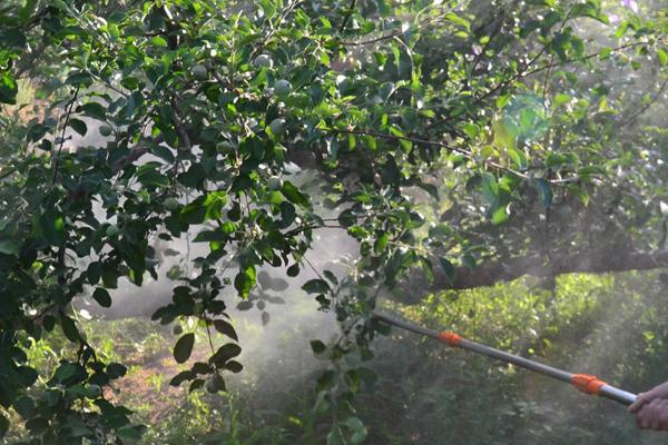苹果花腐病的防治方法,可农业防治或药剂防治