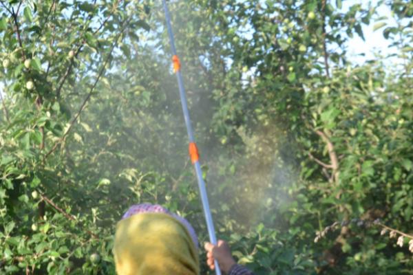 苹果花腐病的防治方法,可农业防治或药剂防治