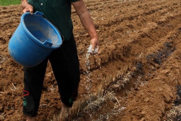 撒复合肥多久起效，大约10天左右就可见效