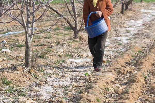 撒复合肥多久起效，大约10天左右就可见效