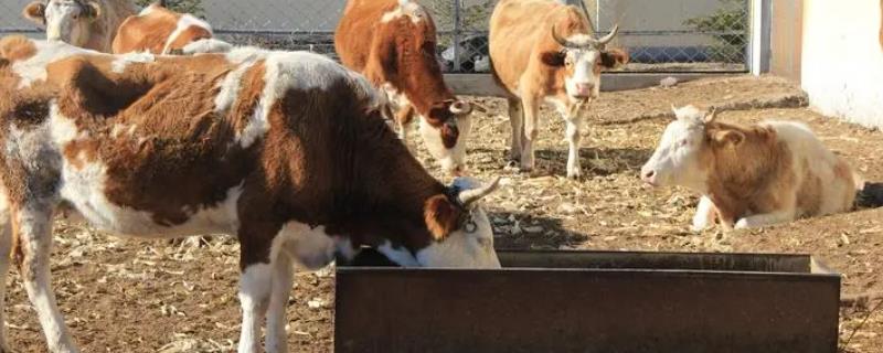 养牛能否不喂精饲料