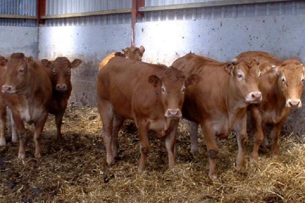 养牛能否不喂精饲料，视牛的用途而定