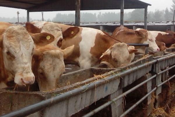 养牛能否不喂精饲料，视牛的用途而定