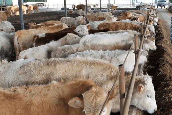 养牛能否不喂精饲料，视牛的用途而定