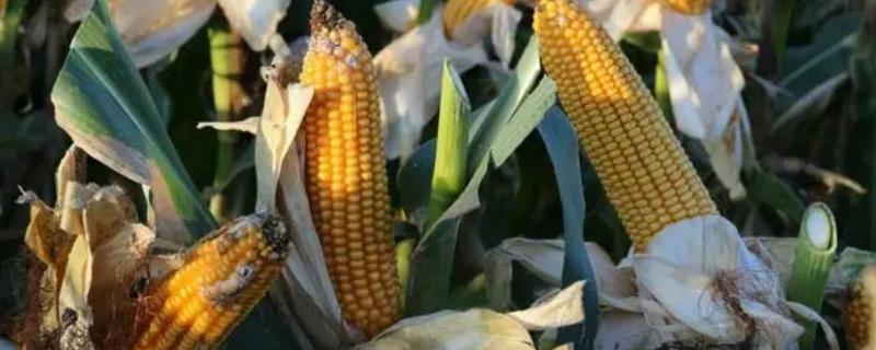 联创839玉米的特征特性