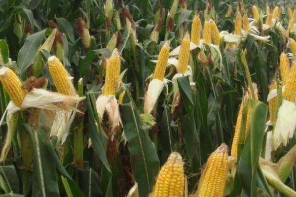 联创839玉米的特征特性,从出苗至成熟需要101.7天