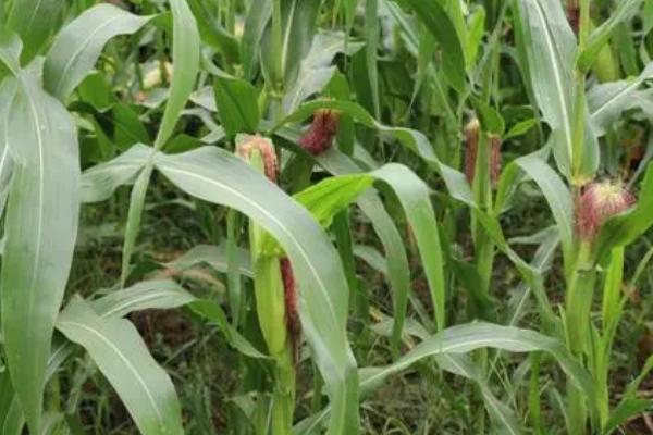 联创839玉米的特征特性,从出苗至成熟需要101.7天