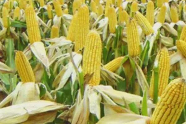 联创839玉米的特征特性,从出苗至成熟需要101.7天