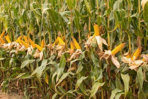 联创839玉米的特征特性,从出苗至成熟需要101.7天