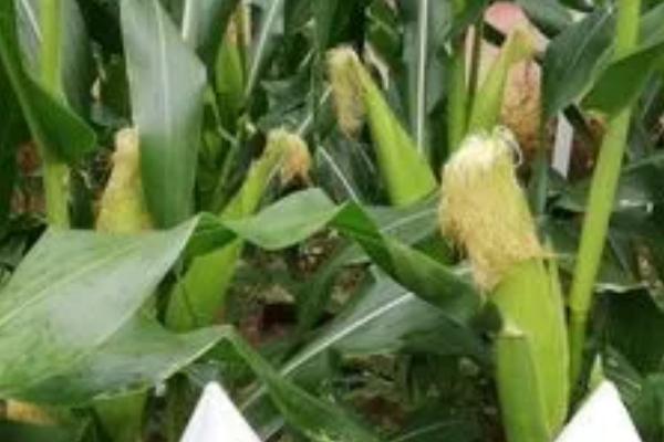 联创839玉米的特征特性,从出苗至成熟需要101.7天