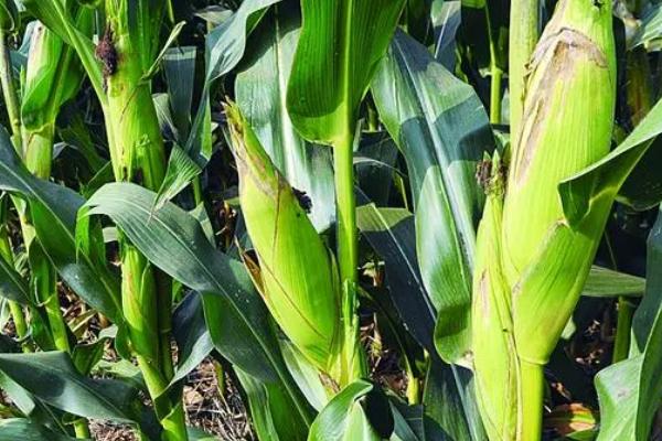 联创839玉米的特征特性,从出苗至成熟需要101.7天