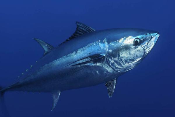金枪鱼介绍,并不是指某一种鱼而是指一个族群