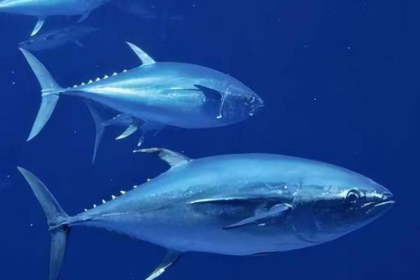 金枪鱼介绍,并不是指某一种鱼而是指一个族群