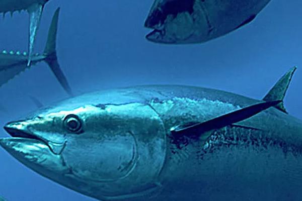 金枪鱼介绍,并不是指某一种鱼而是指一个族群