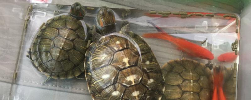 用哪种缸饲养巴西龟