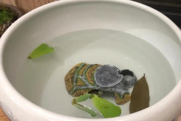 用哪种缸饲养巴西龟，水族箱、玻璃缸、巴西龟专用缸均可使用