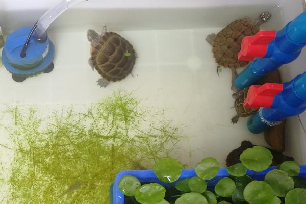 用哪种缸饲养巴西龟，水族箱、玻璃缸、巴西龟专用缸均可使用