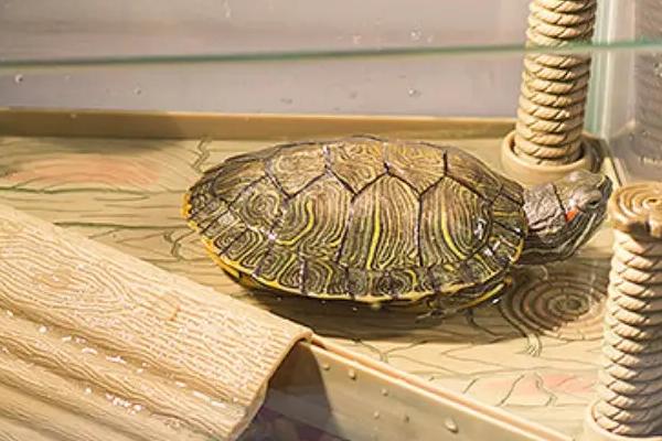 用哪种缸饲养巴西龟，水族箱、玻璃缸、巴西龟专用缸均可使用