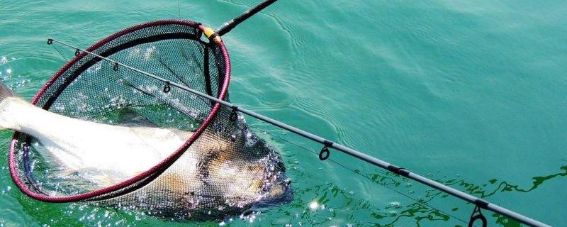 秋季能钓鲢鳙吗