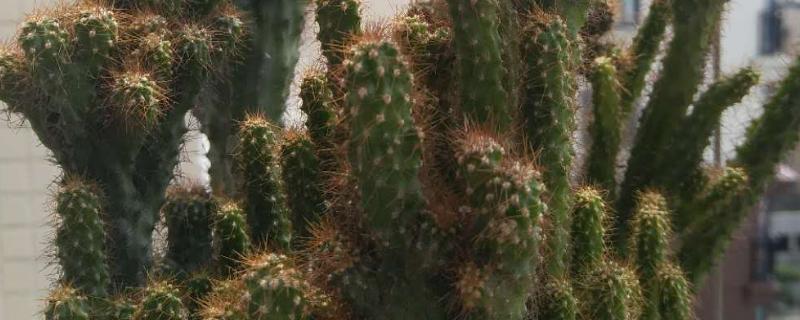 仙人指的外观特征与生长习性