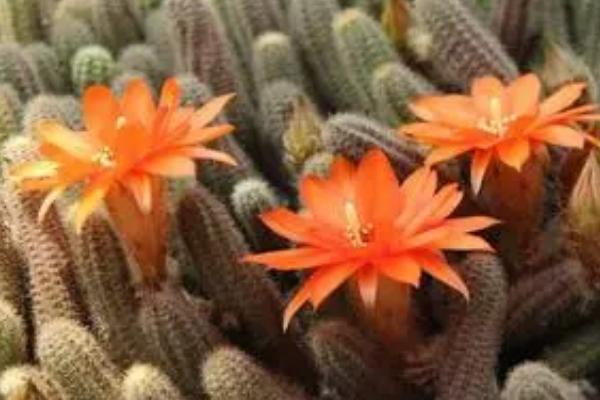 仙人指的外观特征与生长习性,枝扁平、多节枝、花单生于枝顶