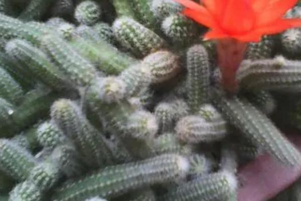 仙人指的外观特征与生长习性,枝扁平、多节枝、花单生于枝顶