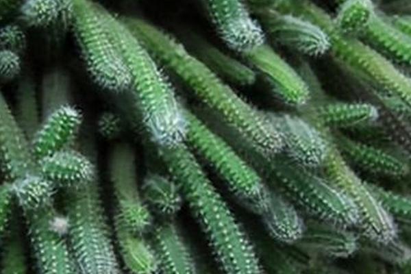 仙人指的外观特征与生长习性,枝扁平、多节枝、花单生于枝顶