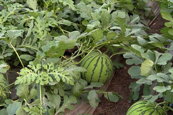 西瓜的种植方法,首先要选择合适的优良品种