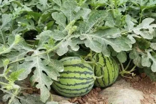 西瓜的种植方法,首先要选择合适的优良品种