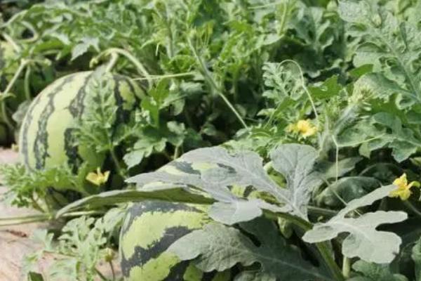 西瓜的种植方法,首先要选择合适的优良品种