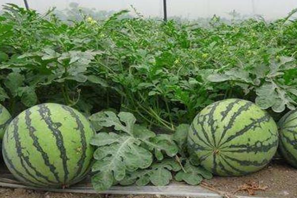 西瓜的种植方法,首先要选择合适的优良品种