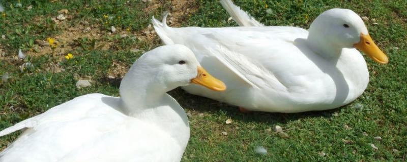 母鹅脱肛应该怎么治疗