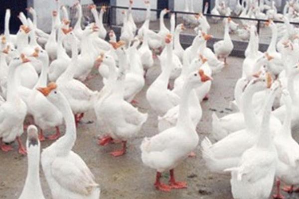 母鹅脱肛应该怎么治疗，用生理盐水洗净脱出物、再缓慢推回