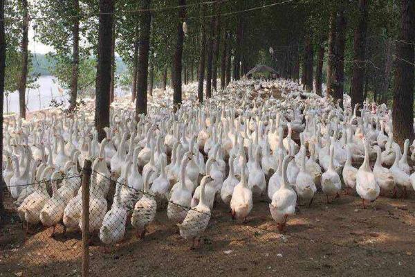 母鹅脱肛应该怎么治疗，用生理盐水洗净脱出物、再缓慢推回