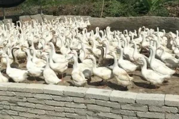 母鹅脱肛应该怎么治疗，用生理盐水洗净脱出物、再缓慢推回