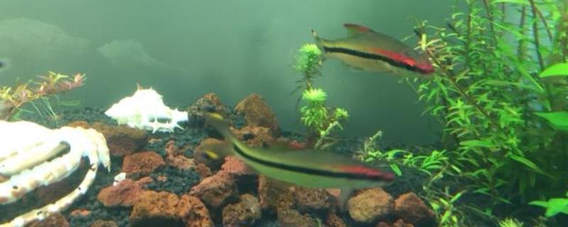 一眉道人鱼吃什么饲料