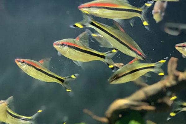 一眉道人鱼吃什么饲料，选择动物性饲料为佳