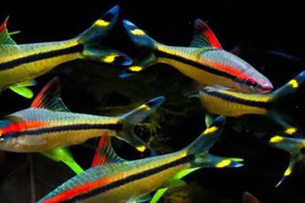 一眉道人鱼吃什么饲料，选择动物性饲料为佳