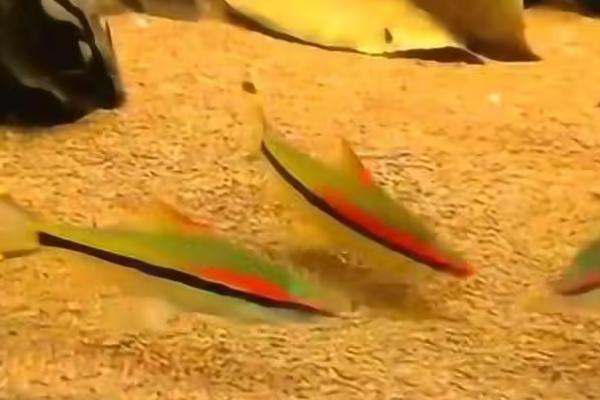 一眉道人鱼吃什么饲料，选择动物性饲料为佳