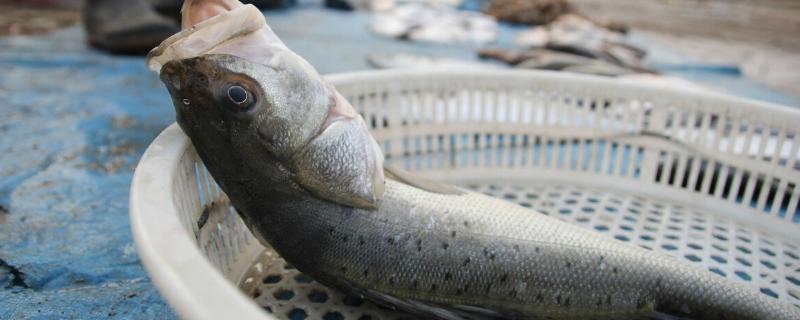 鲈鱼和鳜鱼有什么区别