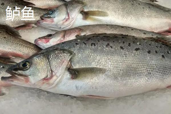 鲈鱼和鳜鱼有什么区别,鲈鱼属于真鲈科、鳜鱼属于鮨科
