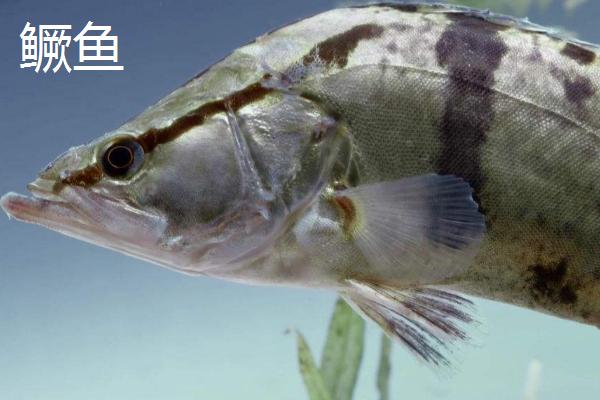 鲈鱼和鳜鱼有什么区别,鲈鱼属于真鲈科、鳜鱼属于鮨科